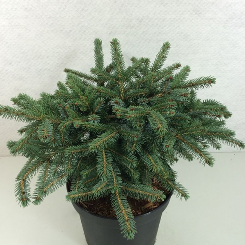 Picea Machala (Plant habit)
