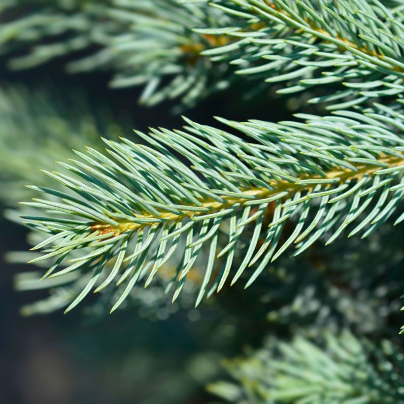 Picea pungens Iseli Fastigiate - Blue Spruce (Foliage)