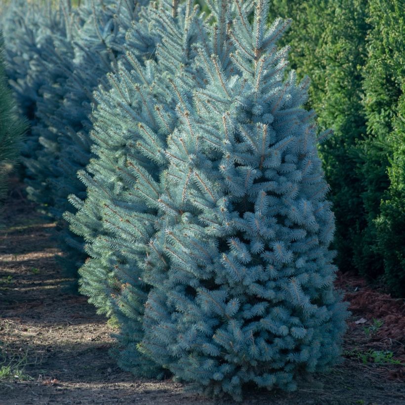 Picea pungens Iseli Fastigiate - Blue Spruce (Plant habit)