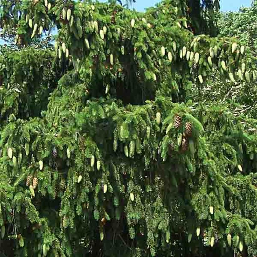 Picea abies Acrocona - Norway Spruce (Foliage)