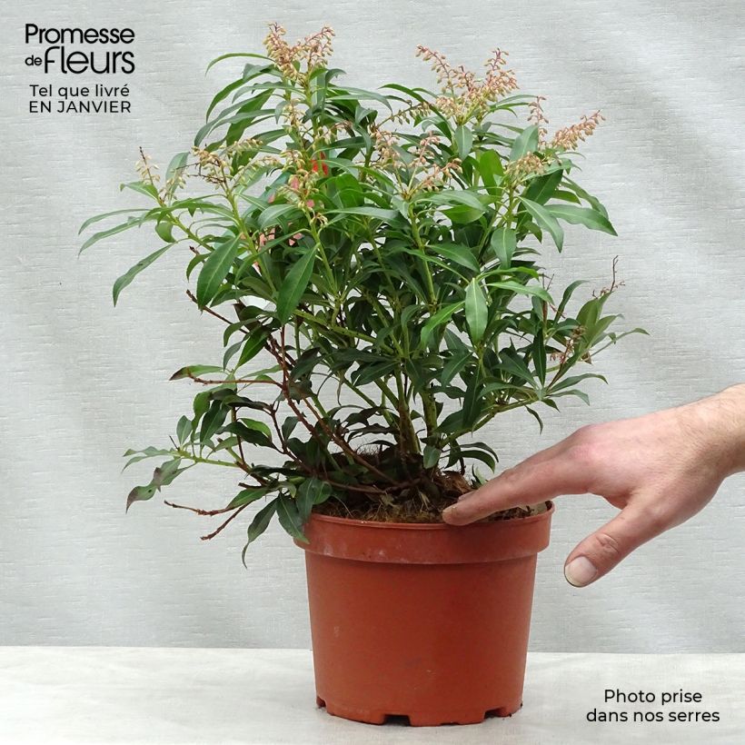 Japanese Andromeda - Pieris japonica Forest Flame 2L/3L pot sample as delivered in winter