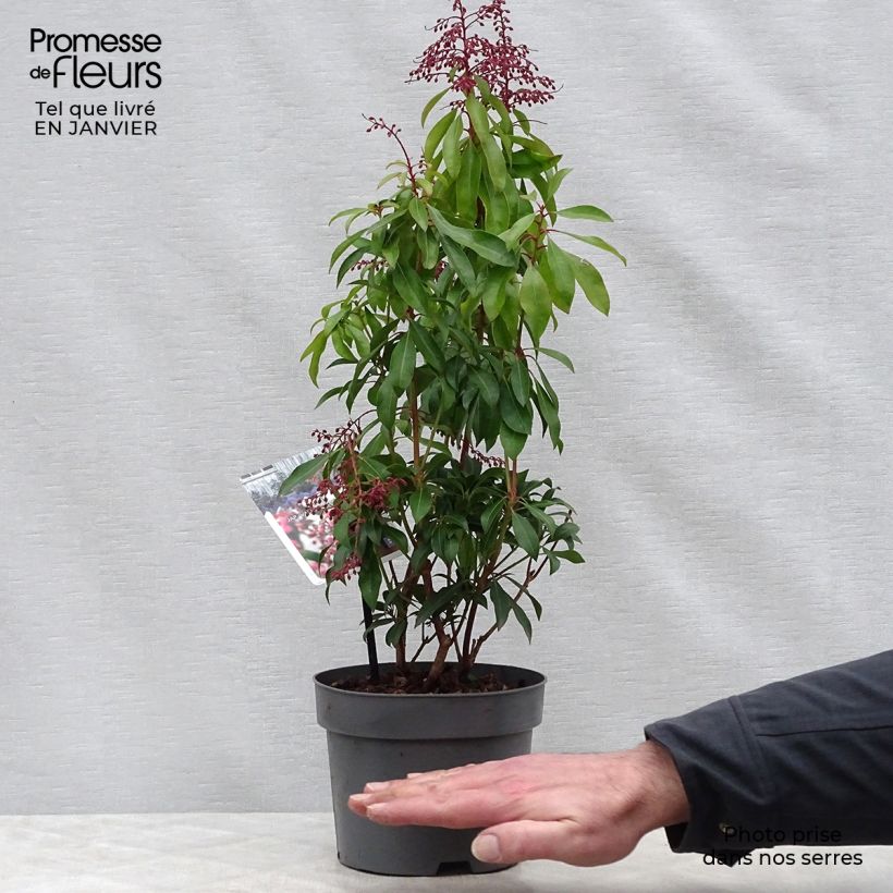 Japanese Andromeda - Pieris Japonica Valley Valentine 2L/3L pot sample as delivered in winter