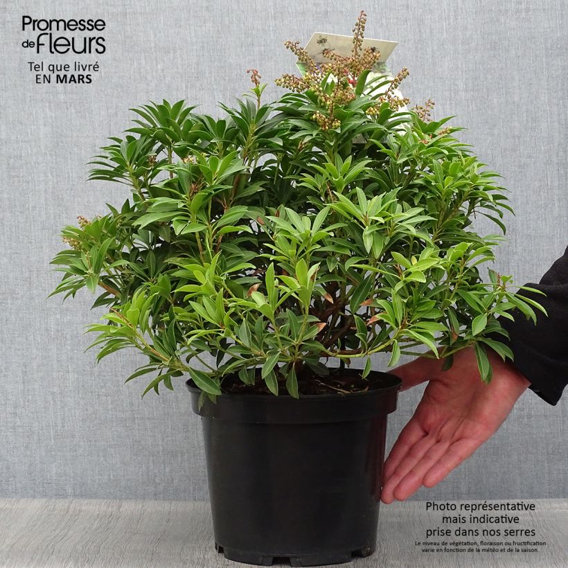Pieris japonica Debutante - Japanese Andromeda 4L/5L pot sample as delivered in spring