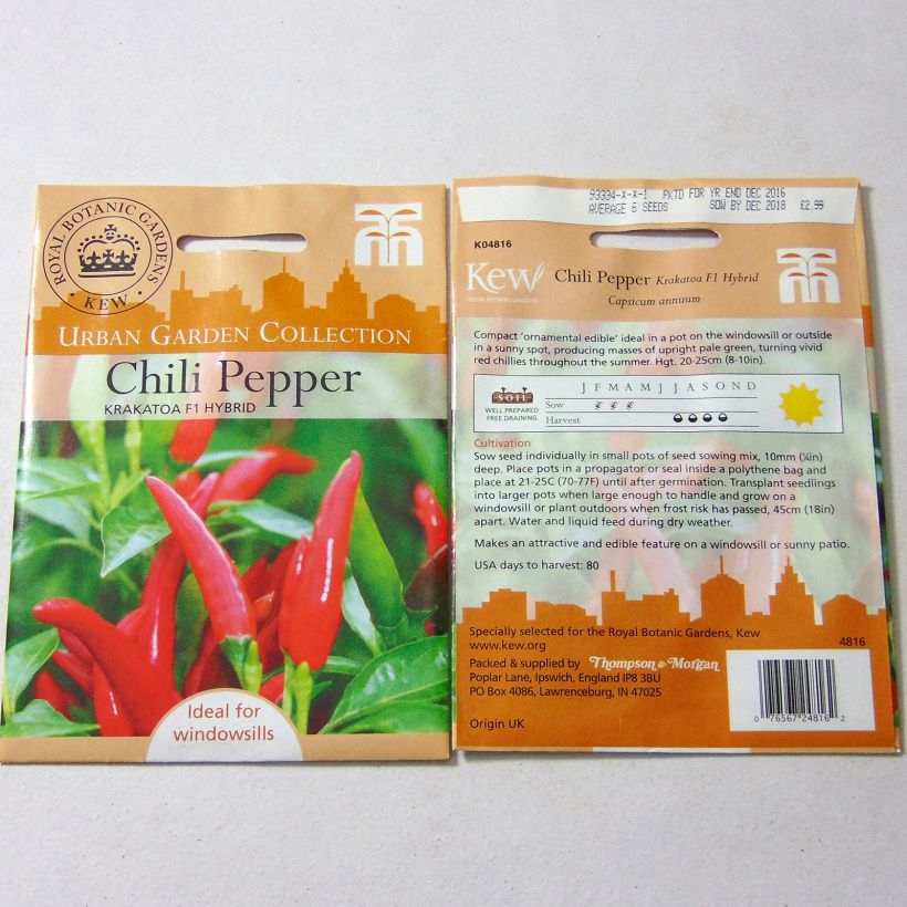 Example of Chilli Pepper Krakatoa per pack of 6 seeds specimen as delivered