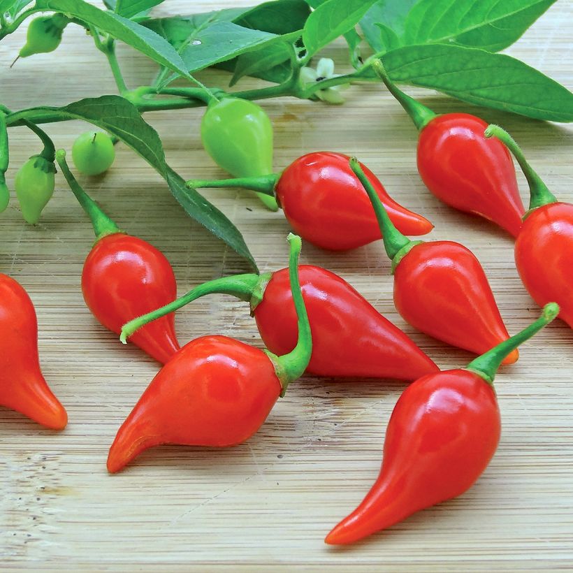 Biquinho, Button Red - Capsicum frutescens (Harvest)