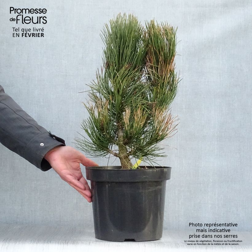 Pinus heldreichii Satellit - Bosnian Pine 7.5L/10L pot sample as delivered in winter