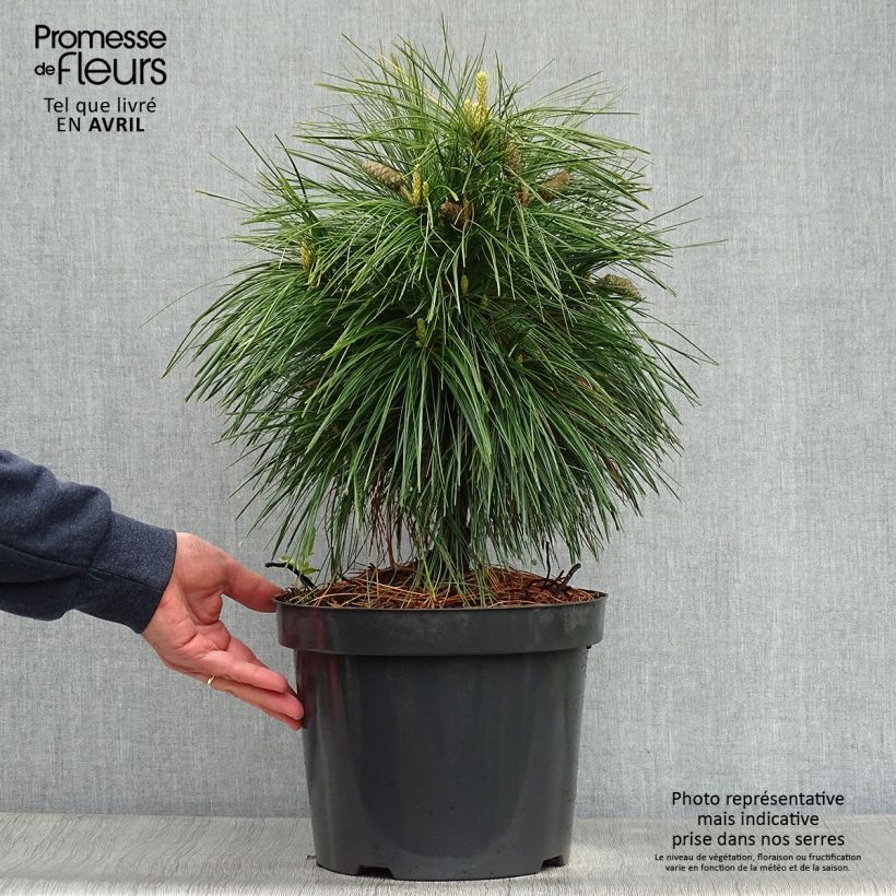 Pinus schwerinii Wiethorst 7.5L/10L pot sample as delivered in spring