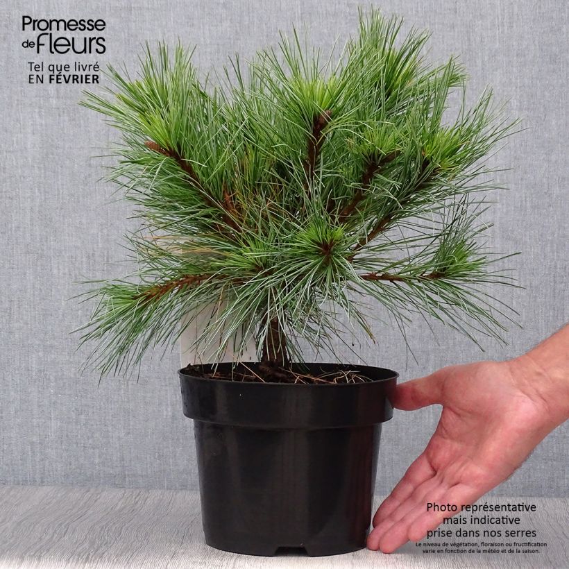 Pinus strobus Blue Shag - Eastern White Pine 2L/3L pot sample as delivered in autumn