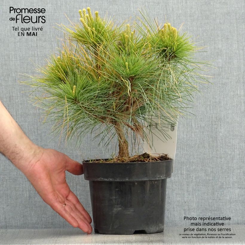 Pinus strobus Blue Shag - Eastern White Pine 2L/3L pot sample as delivered in spring