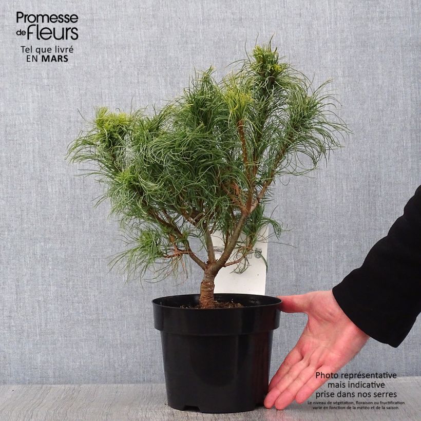 Pinus strobus Tiny Kurls - Eastern White Pine 2L/3L pot sample as delivered in winter