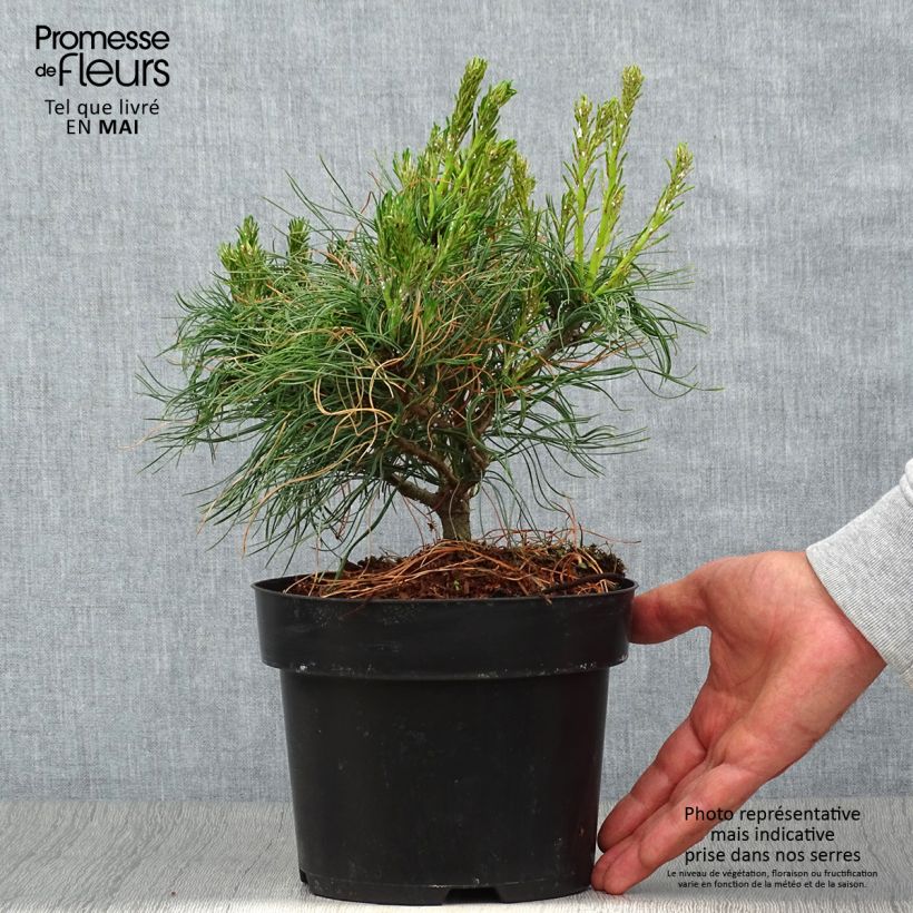 Pinus strobus Tiny Kurls - Eastern White Pine 2L/3L pot sample as delivered in spring
