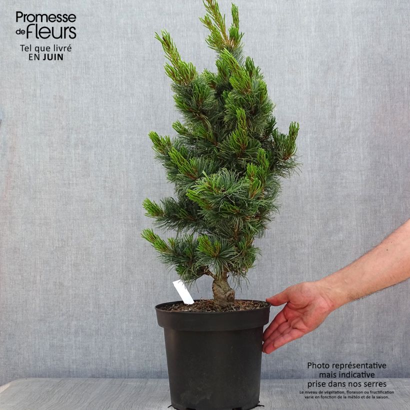 Pinus parviflora Bergman - Japanese White Pine 7.5L/10L pot sample as delivered in spring