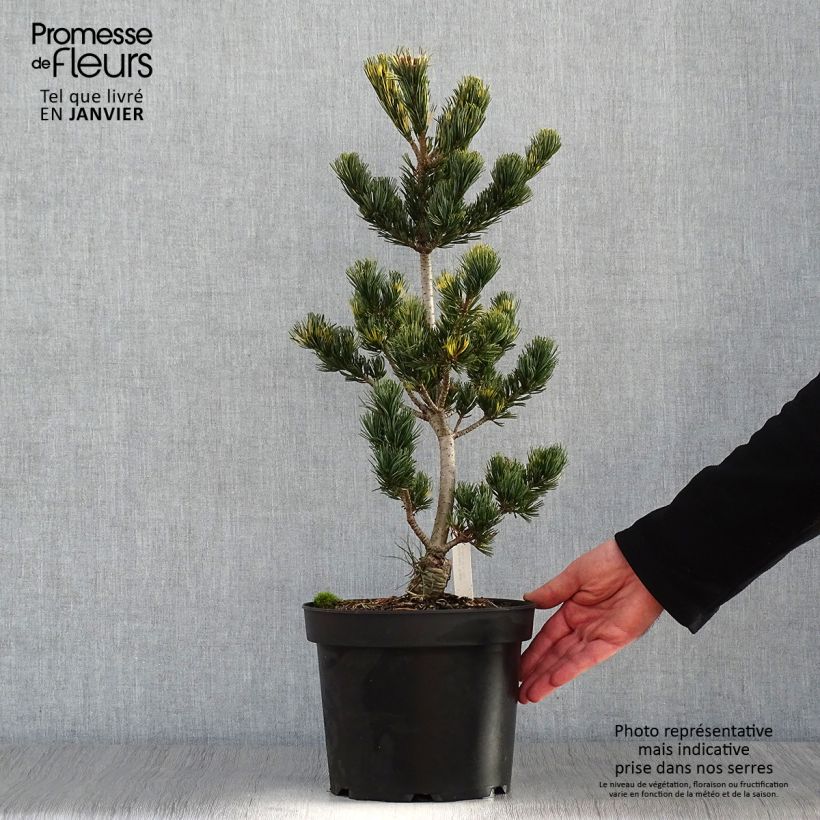 Pinus parviflora Fukai - Japanese White Pine 4L/5L pot sample as delivered in winter