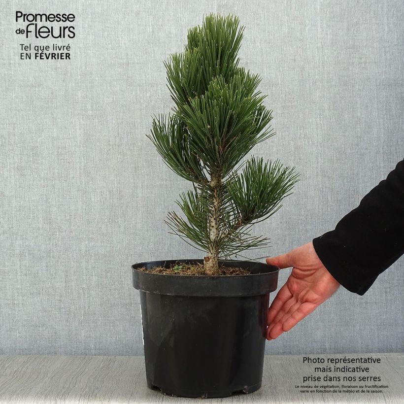 Pinus heldreichii Malinkii - Bosnian Pine 7.5L/10L pot sample as delivered in winter