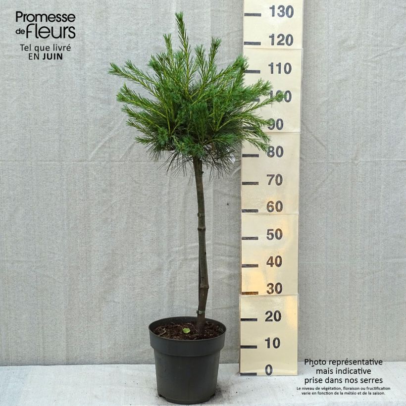 Pinus strobus Mary Butler - Eastern White Pine 7.5L/10L pot, Standard sample as delivered in summer