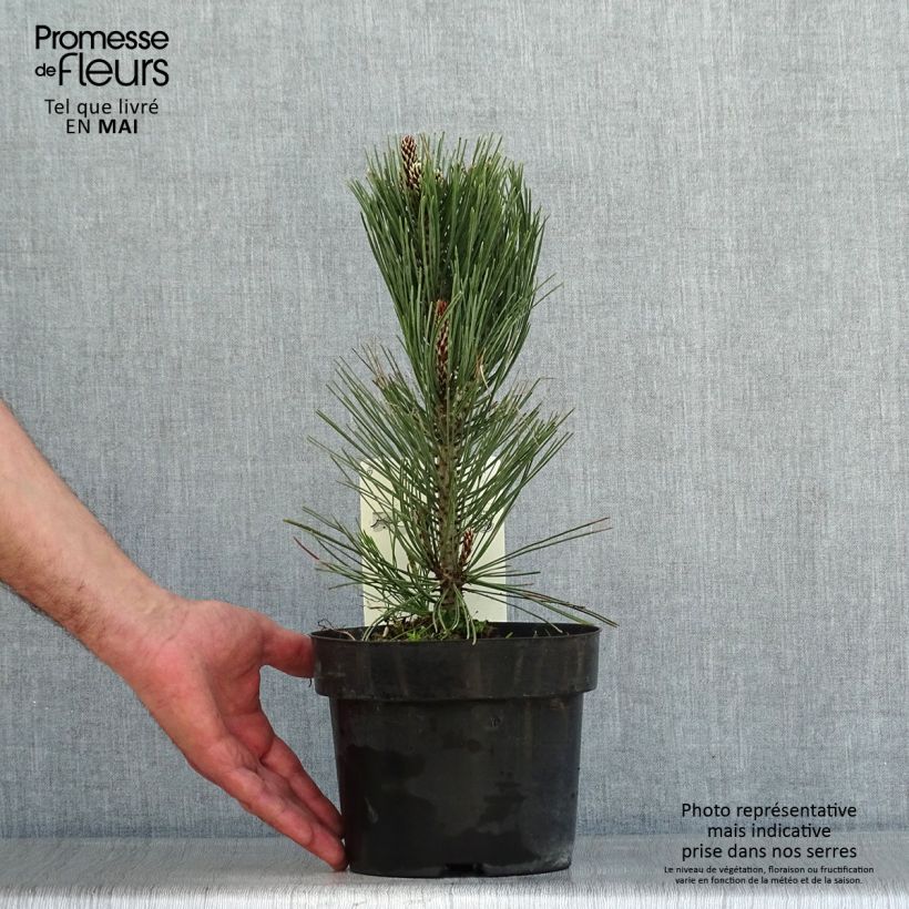 Pinus leucodermis Compact Gem 2L/3L pot sample as delivered in spring