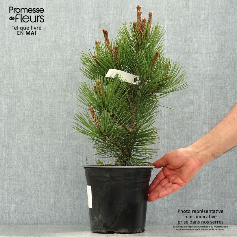 Pinus leucodermis Compact Gem 4L/5L pot sample as delivered in spring