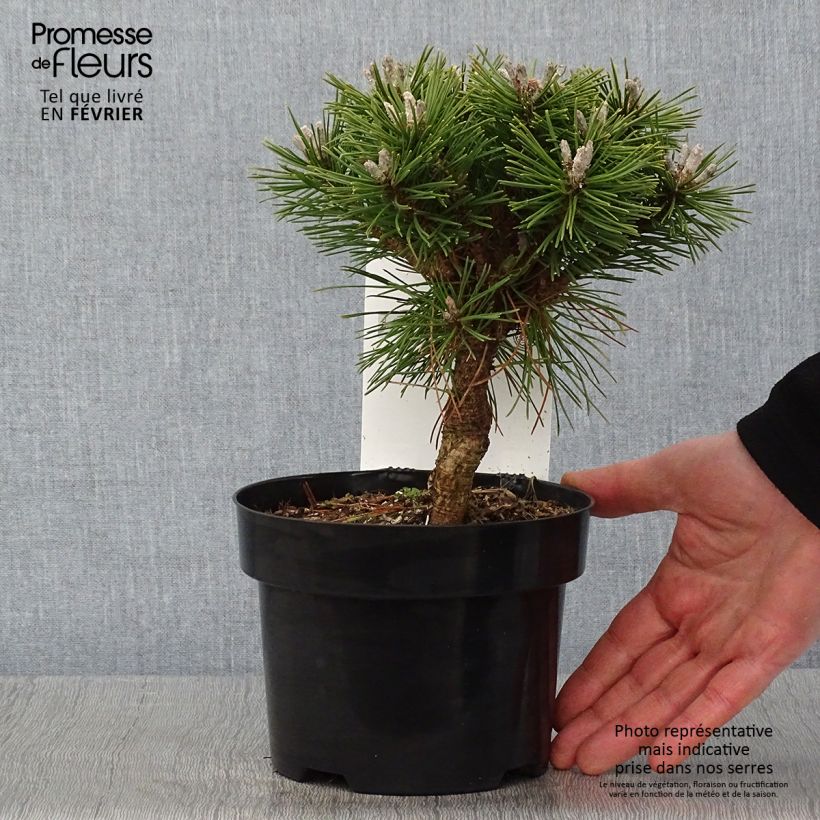 Pinus mugo Benjamin - Dwarf Mountain Pine 2L/3L pot sample as delivered in winter