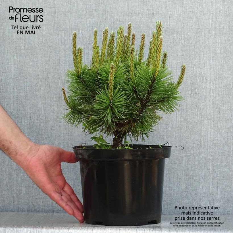 Pinus mugo Carstens Wintergold - Dwarf Mountain Pine 4L/5L pot sample as delivered in spring