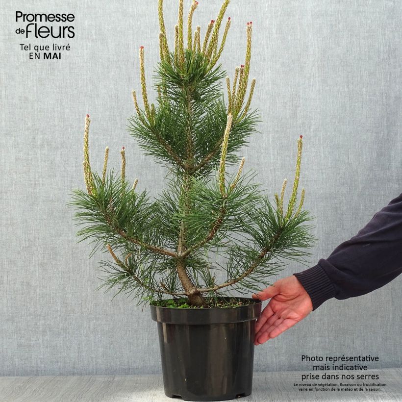 Pinus mugo Gnom - Dwarf Mountain Pine 7.5L/10L pot sample as delivered in spring