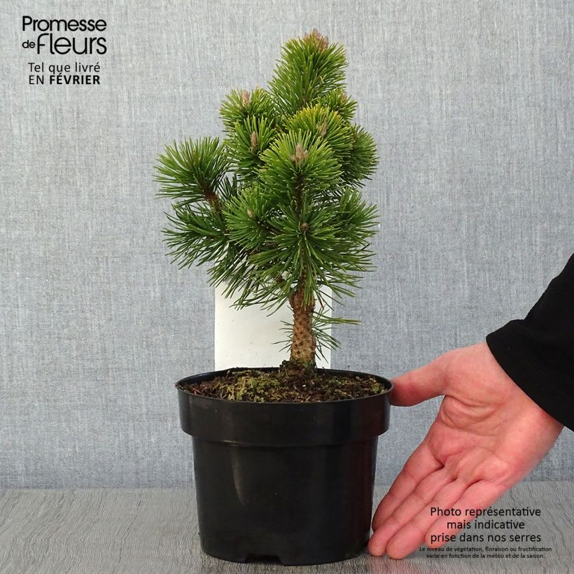 Pinus mugo Mumpitz - Dwarf Mountain Pine 2L/3L pot sample as delivered in winter