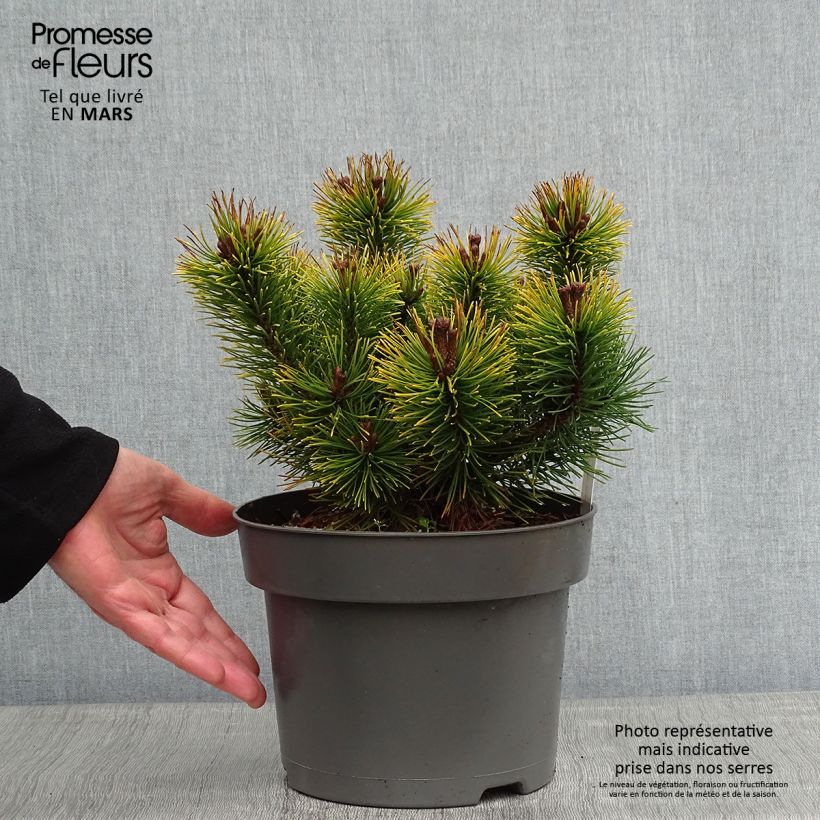 Pinus mugo Ophir - Dwarf Mountain Pine 2L/3L pot sample as delivered in winter