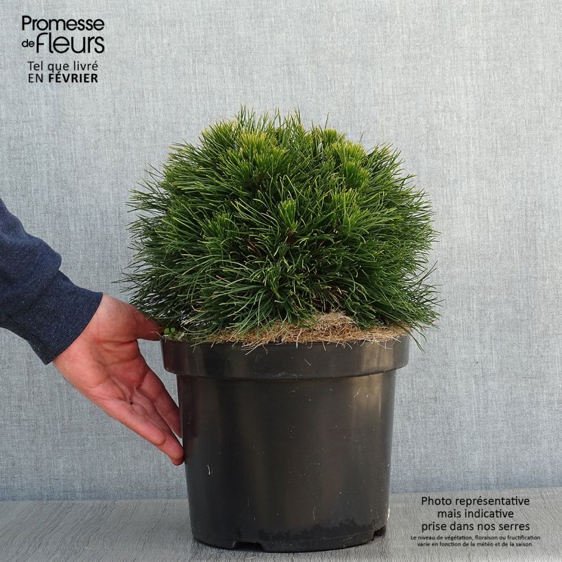 Pinus mugo Varella - Dwarf Mountain Pine 7.5L/10L pot sample as delivered in winter