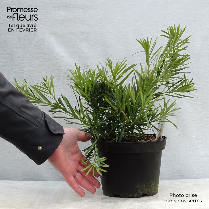 Podocarpus macrophyllus 2L/3L pot sample as delivered in winter
