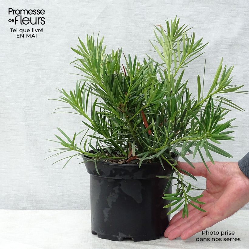 Podocarpus macrophyllus 2L/3L pot sample as delivered in spring