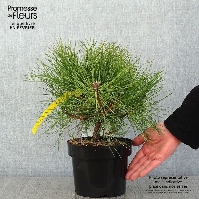 Black pine - Pinus nigra Marie Brégeon 2L/3L pot sample as delivered in winter