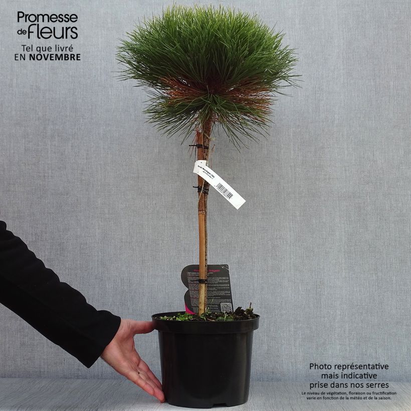 Black pine - Pinus nigra Marie Brégeon 4L/5L pot sample as delivered in autumn