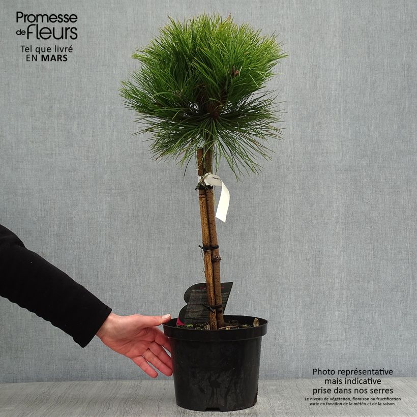 Black pine - Pinus nigra Marie Brégeon 4L/5L pot sample as delivered in winter