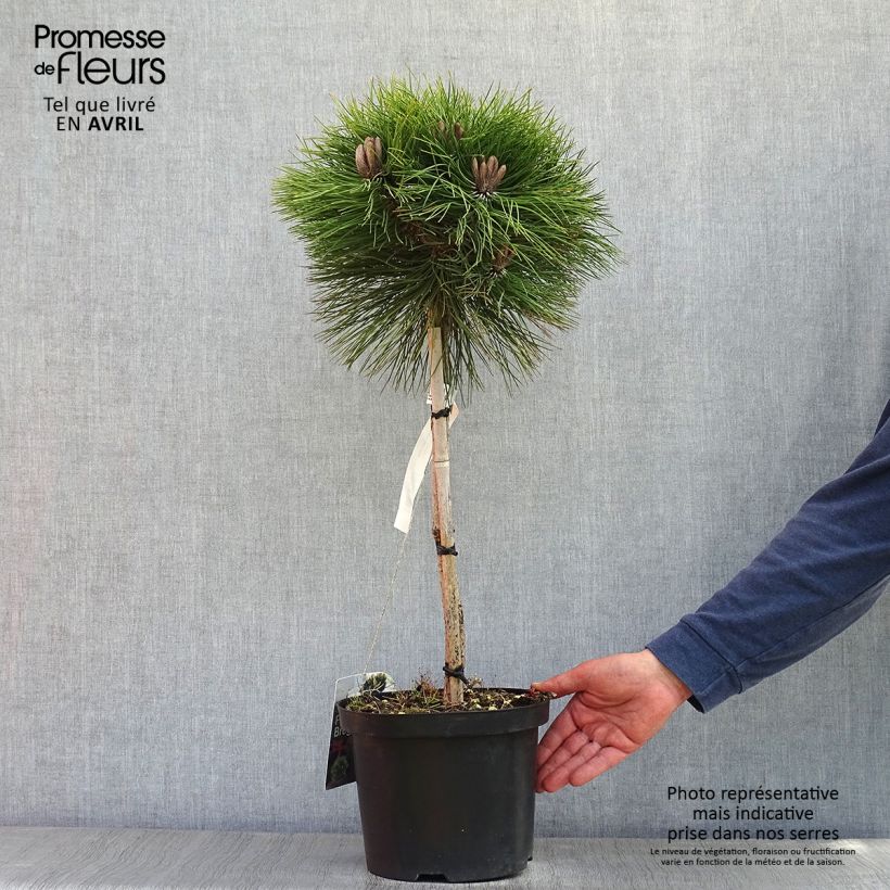 Black pine - Pinus nigra Marie Brégeon 4L/5L pot, Standard sample as delivered in spring