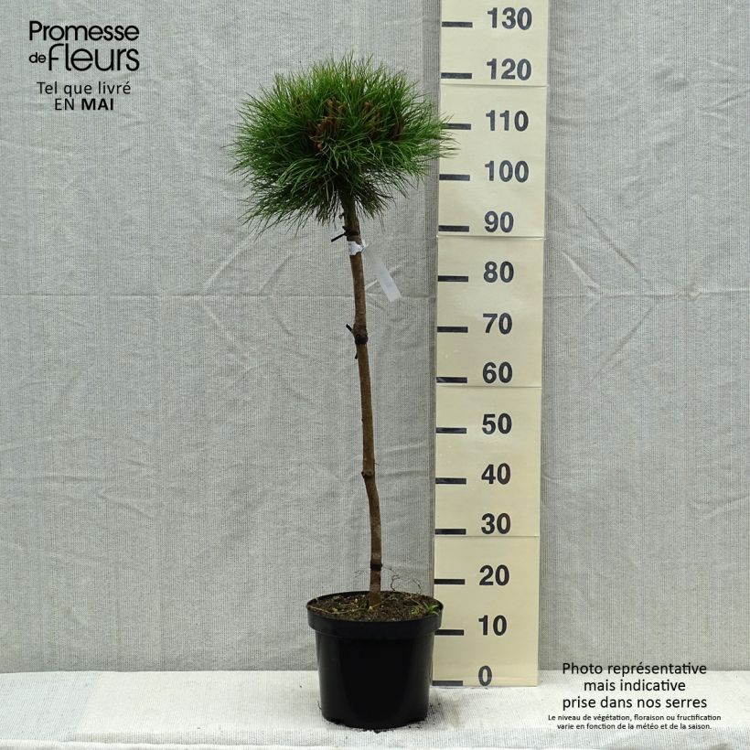 Black pine - Pinus nigra Marie Brégeon 7.5L/10L pot, Half standard sample as delivered in spring