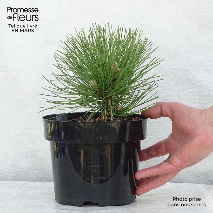 Dwarf Black Pine - Pinus nigra Nana 2L/3L pot sample as delivered in spring
