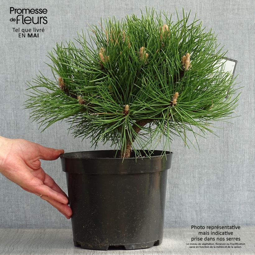 Dwarf Black Pine - Pinus nigra Nana 7.5L/10L pot sample as delivered in spring