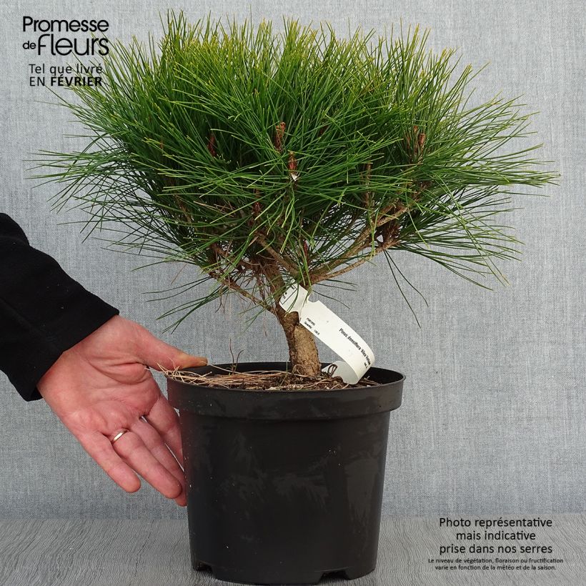 Pinus densiflora Alice Verkade - Japanese Red Pine 4L/5L pot sample as delivered in winter