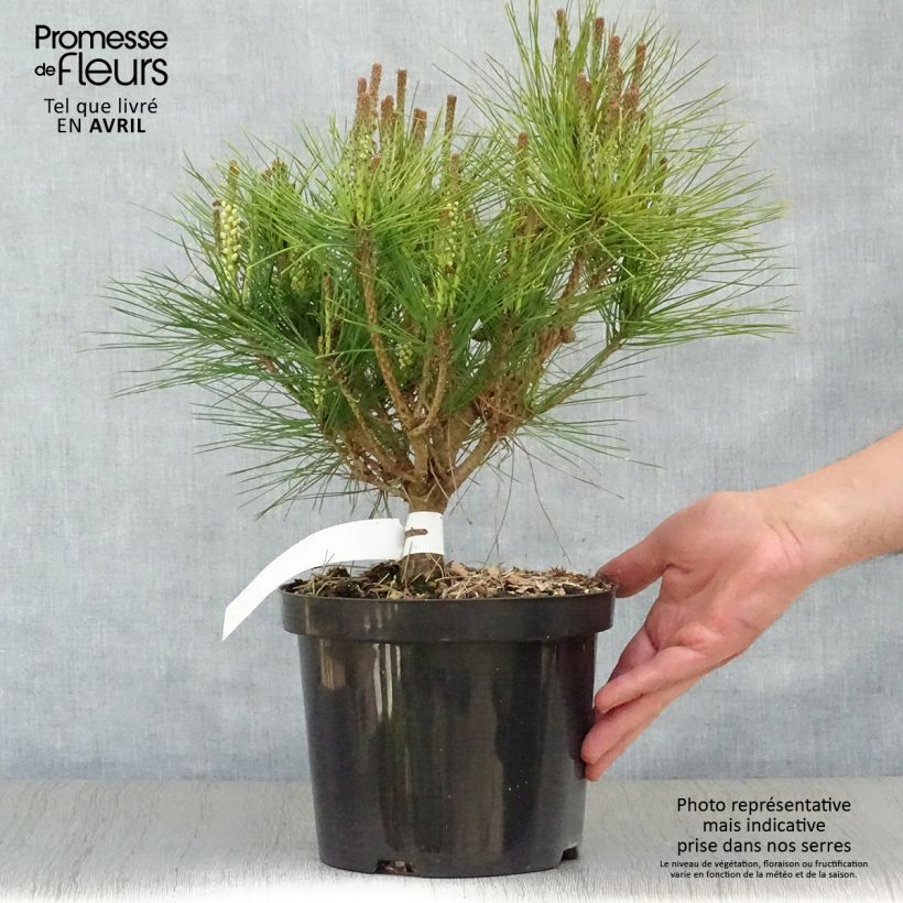 Pinus densiflora Alice Verkade - Japanese Red Pine 4L/5L pot sample as delivered in spring