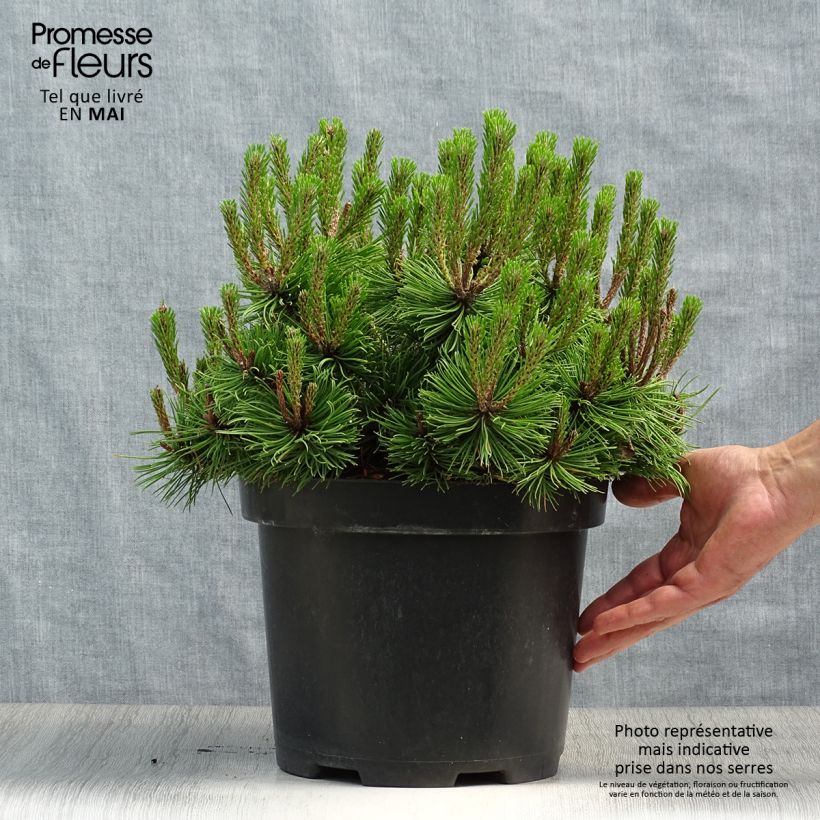 Pinus densiflora Low Glow - Japanese Red Pine 7.5L/10L pot sample as delivered in spring