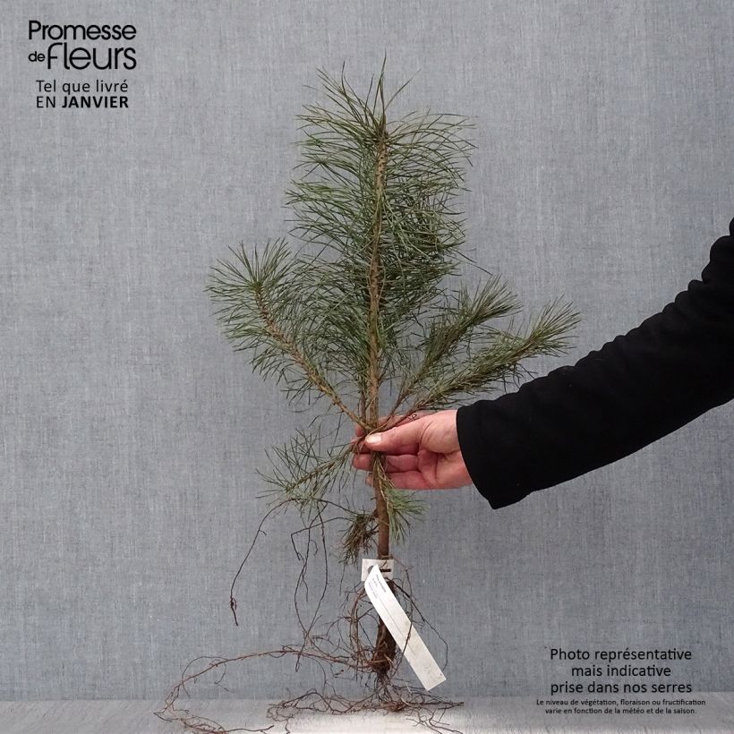 Pinus sylvestris - Scots Pine Bare root sample as delivered in winter