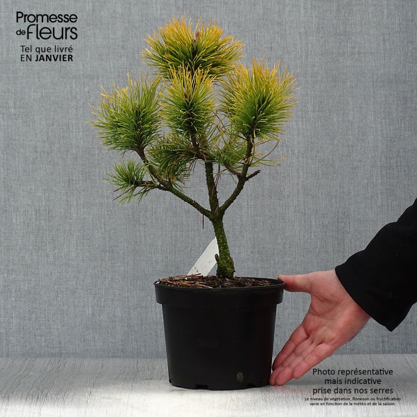 Pinus mugo Golden Glow - Dwarf Mountain Pine 3L/4L pot sample as delivered in winter