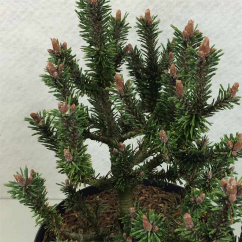 Pinus mugo Kissen - Dwarf Mountain Pine (Foliage)