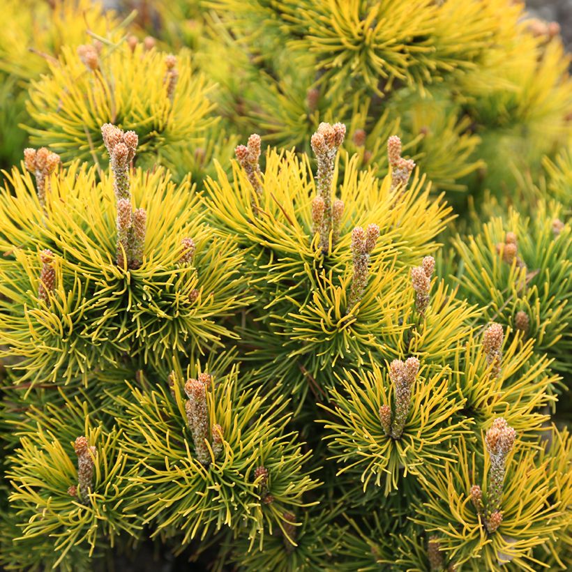 Pinus mugo Nana Balcanica Aurea - - Dwarf Mountain Pine (Foliage)