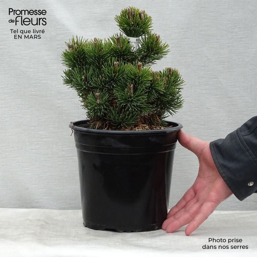 Pinus mugo Picobello - Dwarf Mountain Pine 2L/3L pot sample as delivered in winter