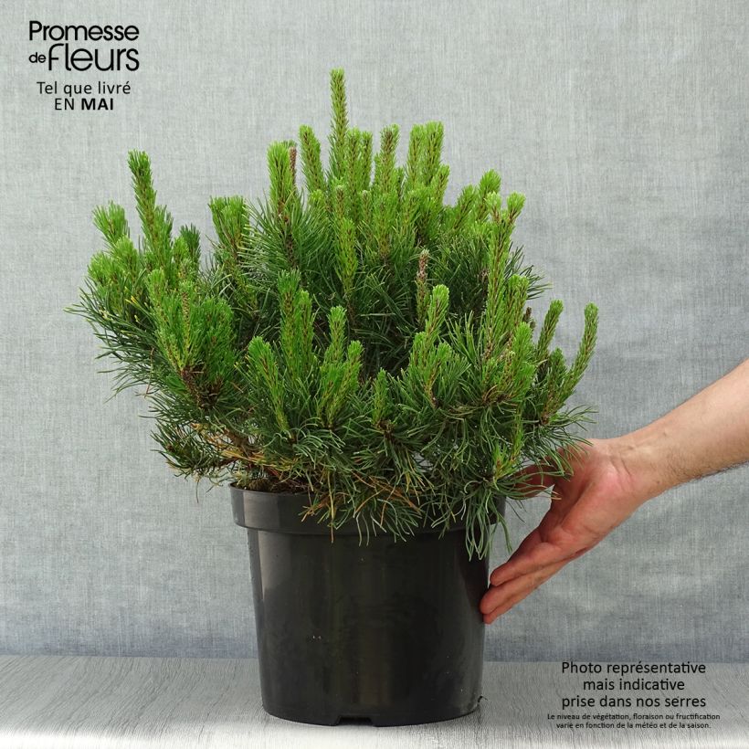 Pinus mugo pumilio - Dwarf Mountain Pine 7.5L/10L pot sample as delivered in spring
