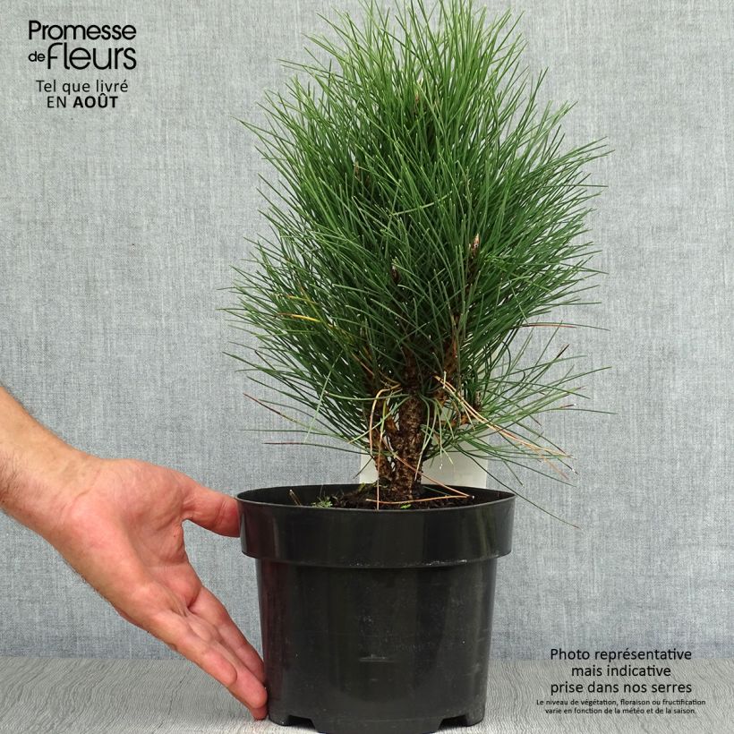 Pinus nigra Green Tower - Black Pine 2L/3L pot sample as delivered in summer