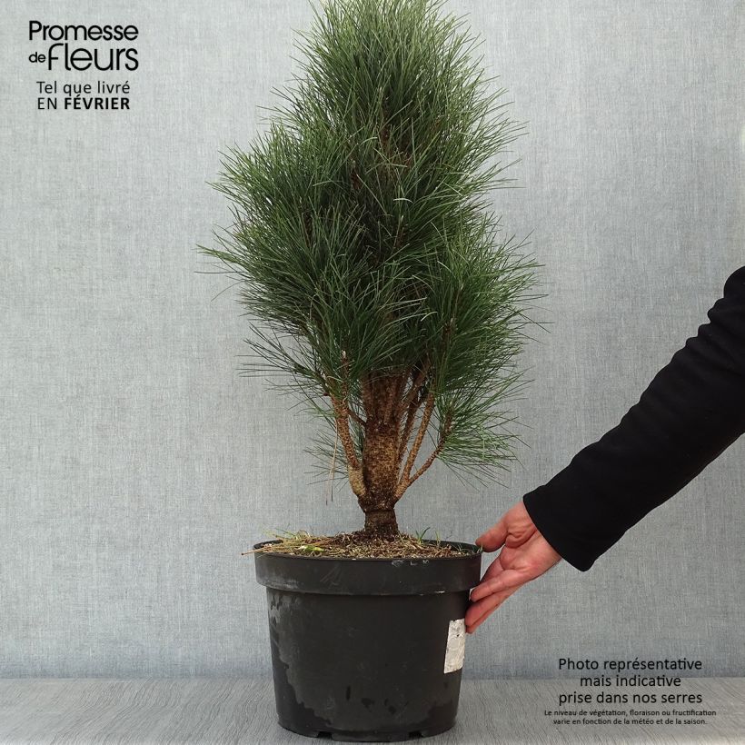Pinus nigra Green Tower - Black Pine 7.5L/10L pot sample as delivered in winter