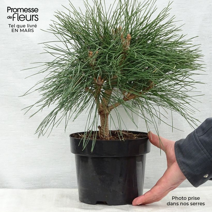 Pinus nigra Pierrick Bregeon - Black Pine 2L/3L pot sample as delivered in spring
