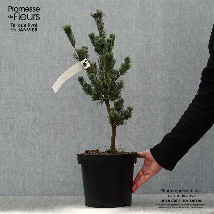 Pinus parviflora Azumi Goye - Japanese White Pine 7.5L/10L pot sample as delivered in winter
