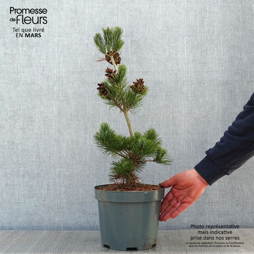 Pinus parviflora Glauca - Japanese White Pine 4L/5L pot sample as delivered in winter